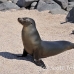 lion_sea_galapagos_nsey_h_0063_ecu0259.jpg